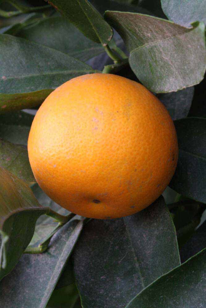              Fruit (Blanca Macetera, Riverside, CA)       